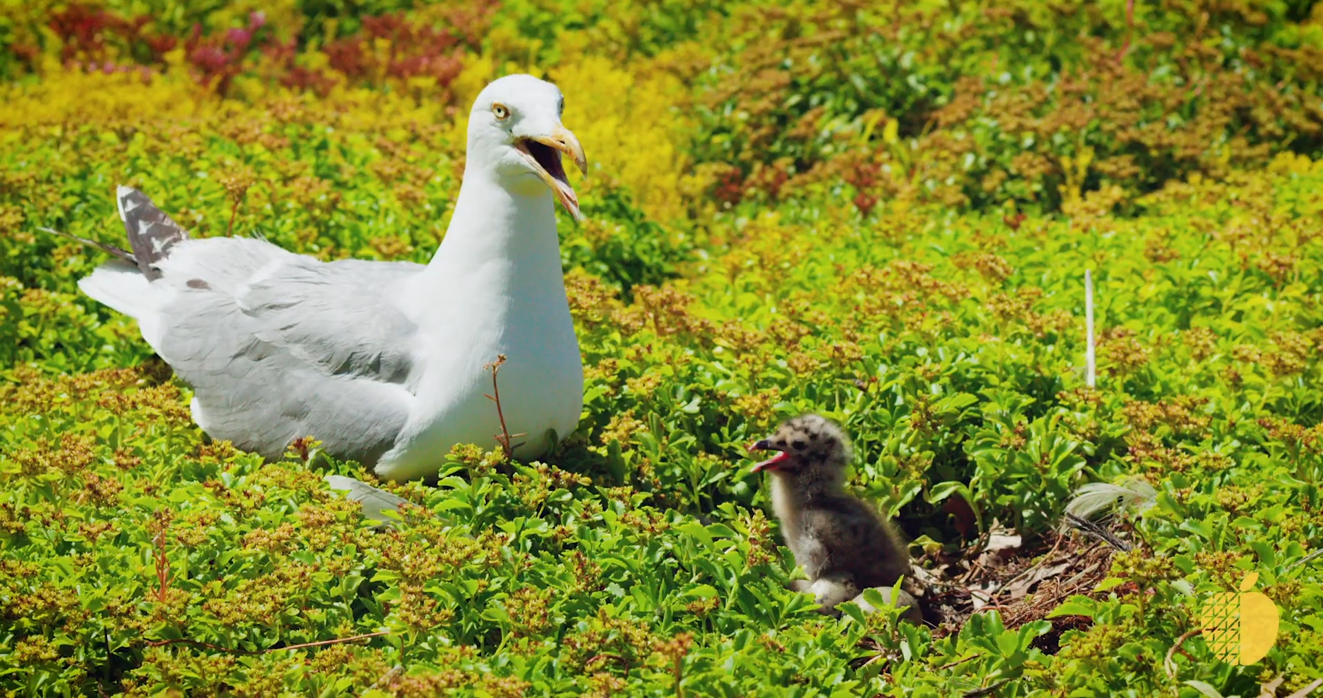 A Wildlife Habitat video thumbnail